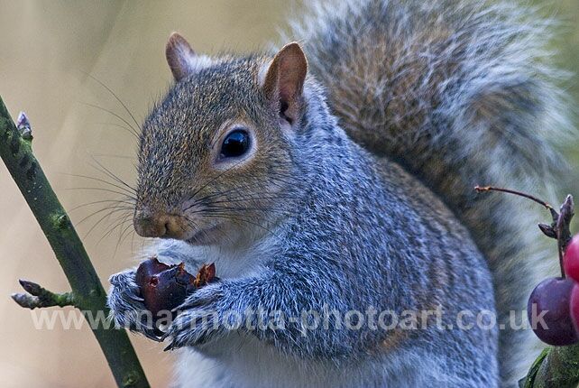 Click to See Next Image