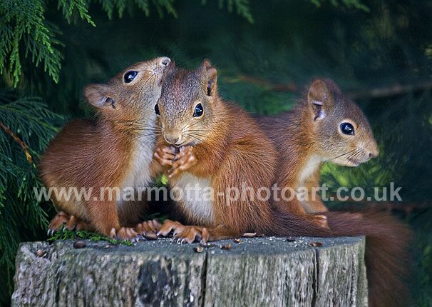 Click to See Next Image