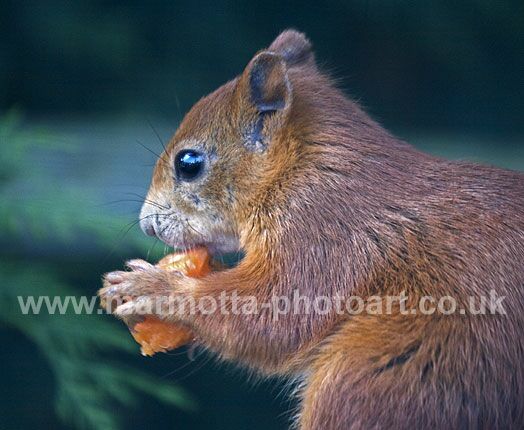 Click to See Next Image