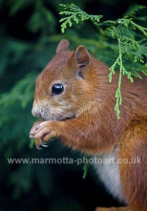 Click to See Next Image