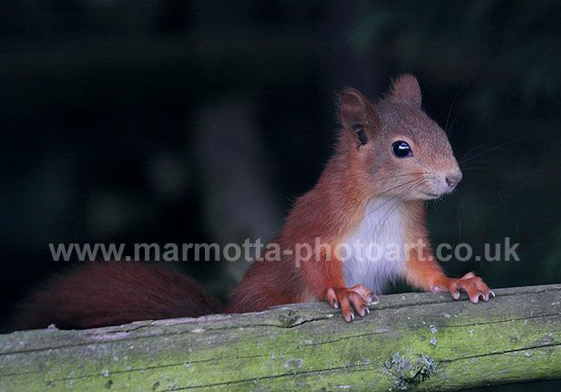 Click to See Next Image