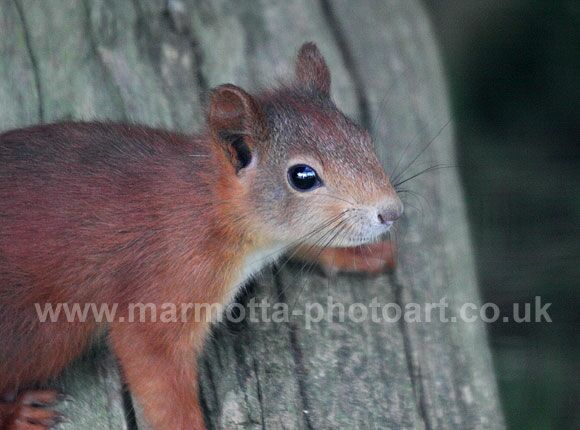 Click to See Next Image