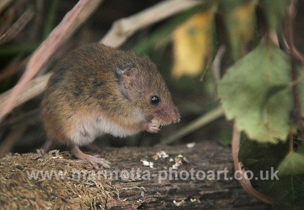 Click to See Next Image