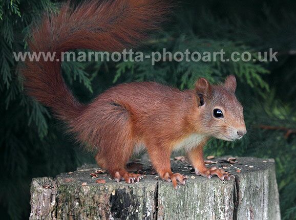 Click to See Next Image