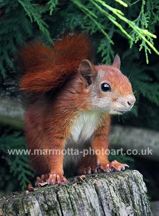 Click to See Next Image