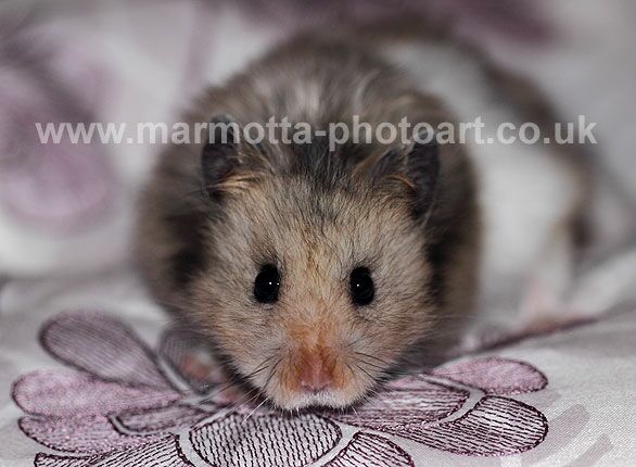 Click to See Next Image