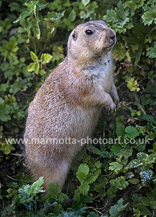 Click to See Next Image