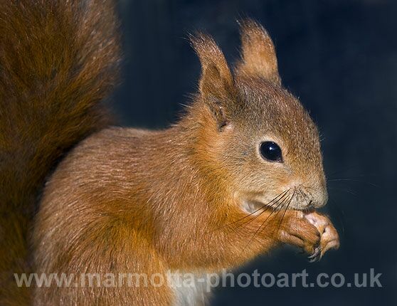 Click to See Next Image