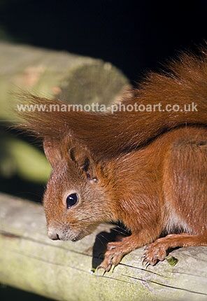 Click to See Next Image