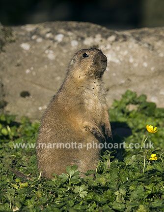 Click to See Next Image