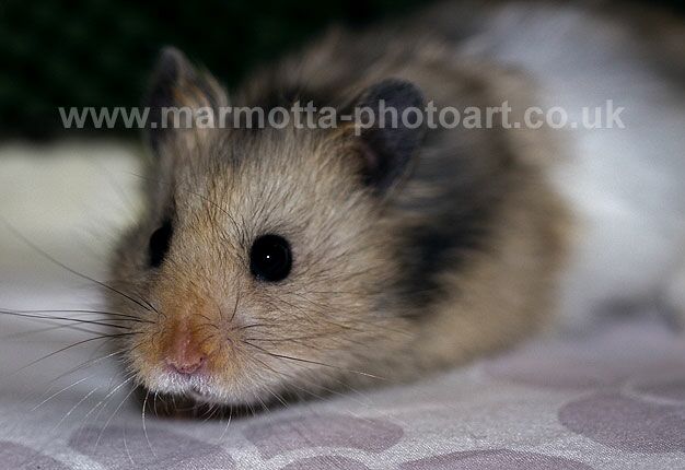 Click to See Next Image