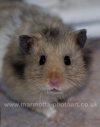 Click to See Next Image