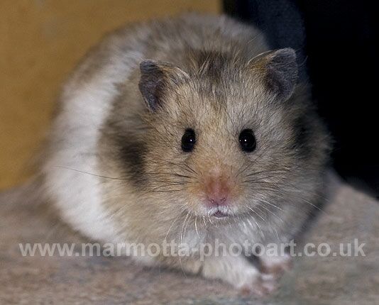 Click to See Next Image