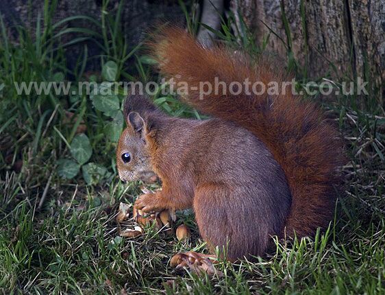 Click to See Next Image