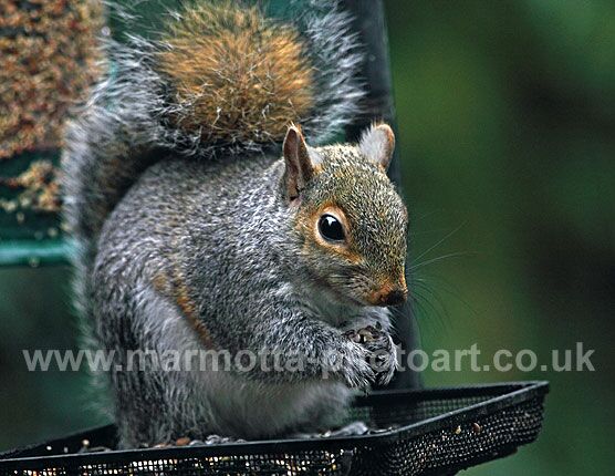 Click to See Next Image