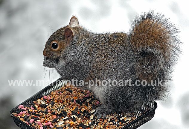 Click to See Next Image