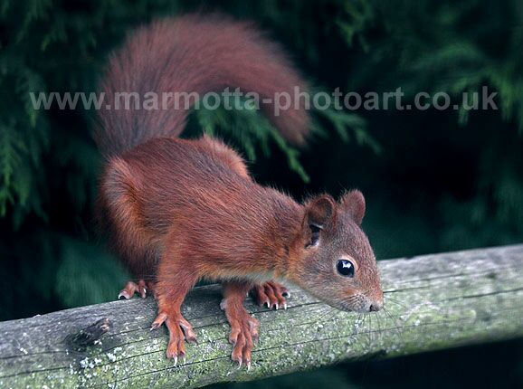 Click to See Next Image