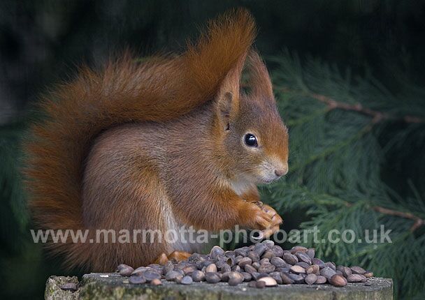 Click to See Next Image