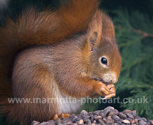 Click to See Next Image