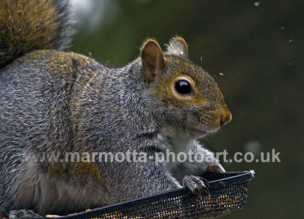 Click to See Next Image