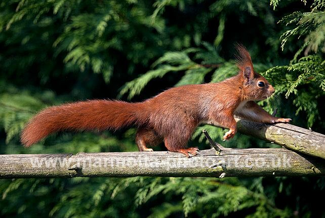 Click to See Next Image