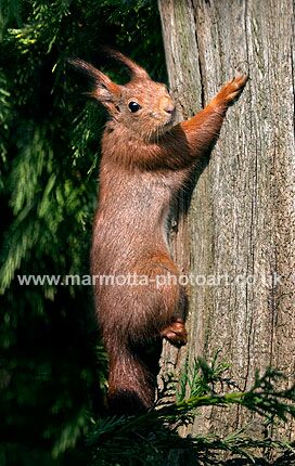 Click to See Next Image