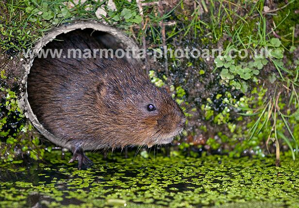 Click to See Next Image