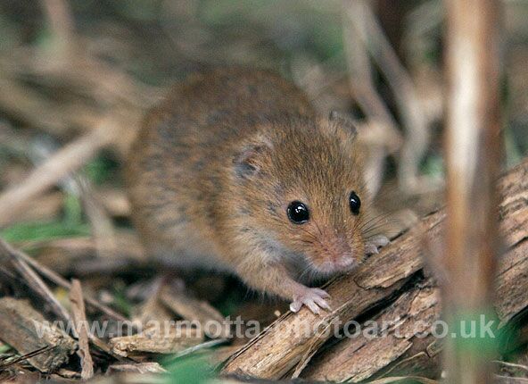 Click to See Next Image