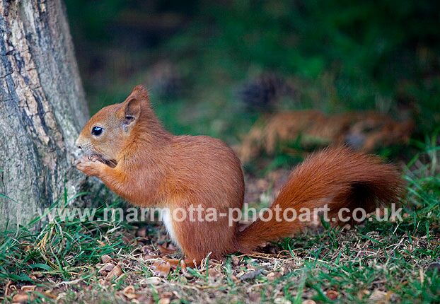 Click to See Next Image