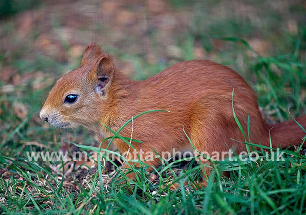 Click to See Next Image