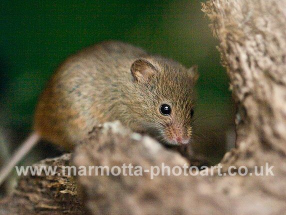 Click to See Next Image