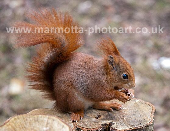 Click to See Next Image