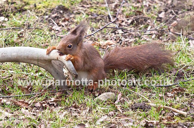 Click to See Next Image