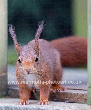 Click to See Next Image