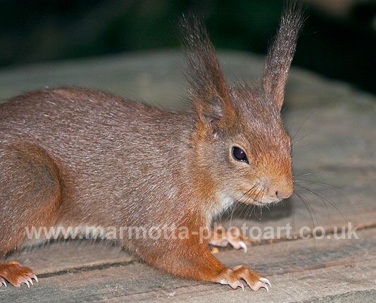 Click to See Next Image