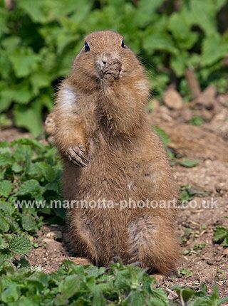 Click to See Next Image