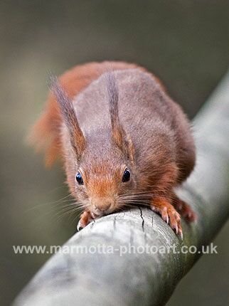 Click to See Next Image