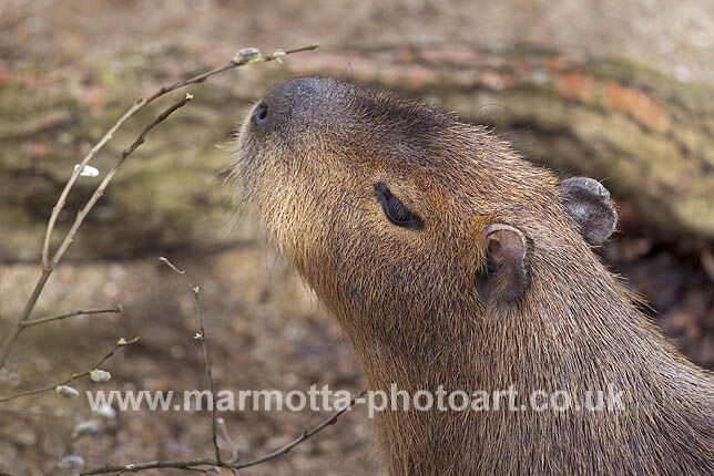 Click to See Next Image