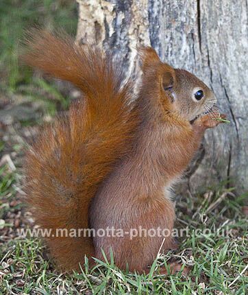 Click to See Next Image