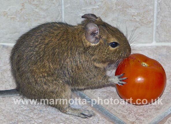 Click to See Next Image