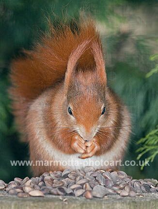 Click to See Next Image