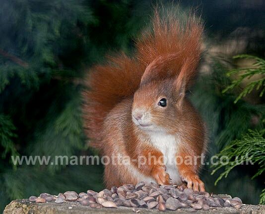 Click to See Next Image