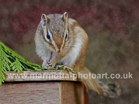 Click to See Next Image