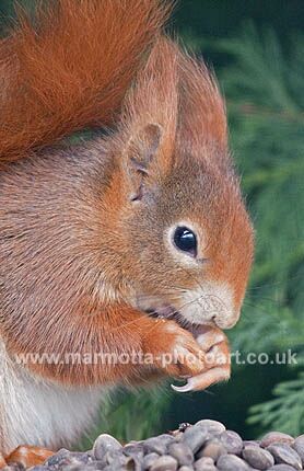 Click to See Next Image