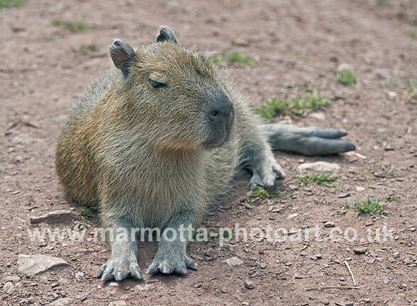 Click to See Next Image