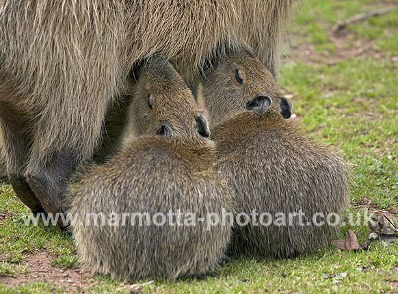 Click to See Next Image