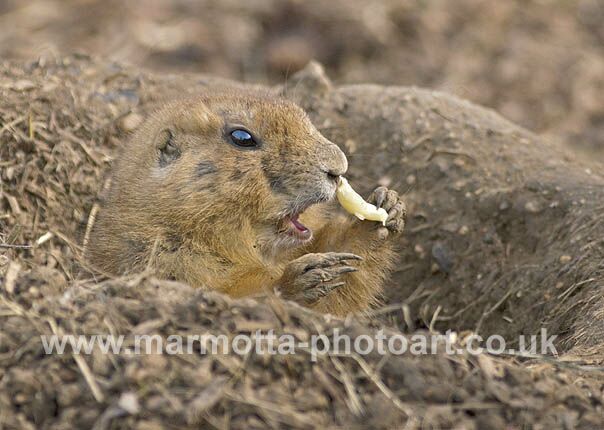 Click to See Next Image