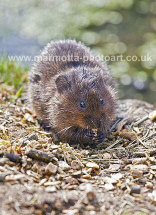 Click to See Next Image