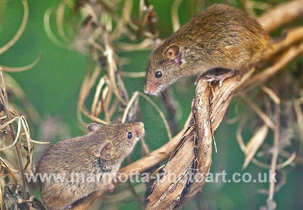 Click to See Next Image