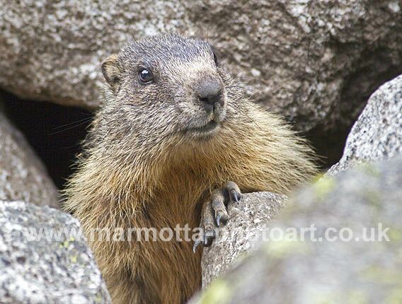 Click to See Next Image